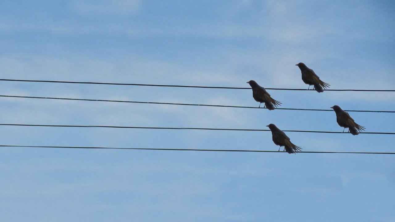 Highly strung - YouTube