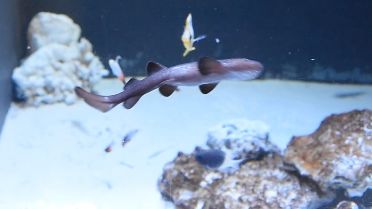 旅するサメポラロイド風写真 激レア、珍しいサメの赤ちゃん展示 竹島水族館 - YouTube
