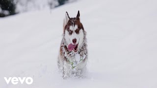 Download Lagu Floodfall - Snow Dogs MP3 Download Lagu Floodfall - Snow Dogs MP3