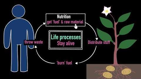 Intro to life processes | Life processes | Biology | Khan Academy