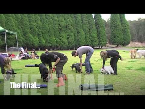 NSW Finnish Lapphund & Friends Picnic & Walk - July 2010