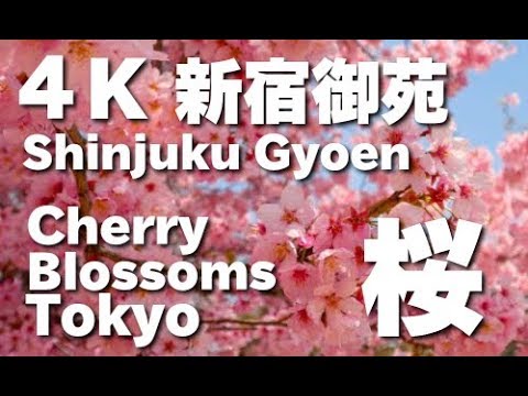 4K TOKYO JAPAN 新宿御苑の桜 （Sakura ）東京の桜 Shinjyuku Gyoen National Garden（cherry blossoms）東京観光 日本の桜 桜の名所