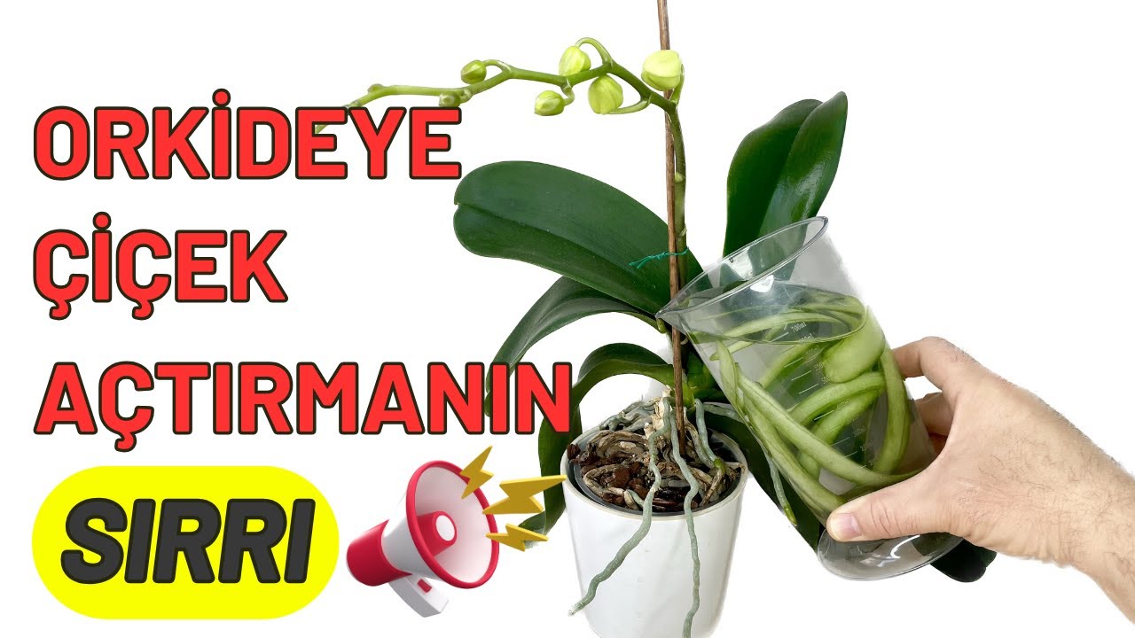 Секрет того, как заставить орхидею цвести! #моя команда орхидей