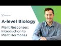 Plant Responses: Introduction to Plant Hormones | A-level Biology | OCR, AQA, Edexcel