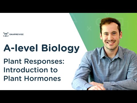 Plant Responses: Introduction to Plant Hormones | A-level Biology | OCR, AQA, Edexcel