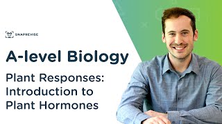 Plant Responses: Introduction to Plant Hormones | A-level Biology | OCR, AQA, Edexcel