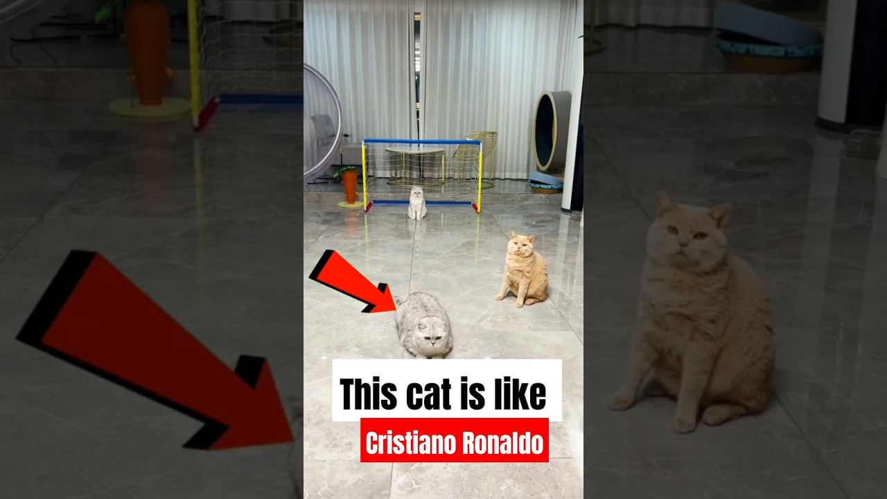 a cat who has skills like Cristiano Ronaldo 