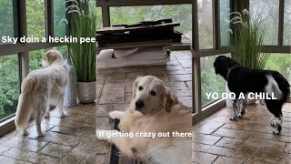 Dogs React To Thunderstorm