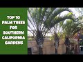 Top 10 Palmen Für Südkalifornien Beste Palmen Für Den Garten Der Zonen 8 10 Top 10 Palmen Für Südkalifornien Beste Palmen Für Den Garten Der Zonen 8 10