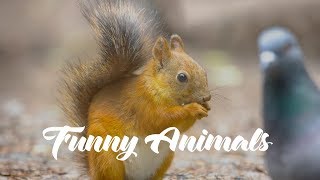 Funniest Wild Animal Compilation by Funny VideoZ 11,082 views 6 years ago 2 minutes, 18 seconds