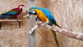 видео: Ары Моня и Пипка картинка: Ары Моня и Пипка