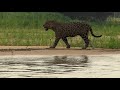 On the Trail of the Jaguar: Brazilian Pantanal