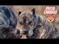 Most dangerous dog in the World (Peru de Presa Canario Peru) Barking videos compilation 2021