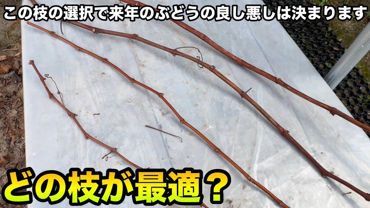 栽培方法に合わせたぶどうの剪定枝の選び方〜粒が小さい・甘くない・色が着かないがこれで解決！？〜2024-12-18