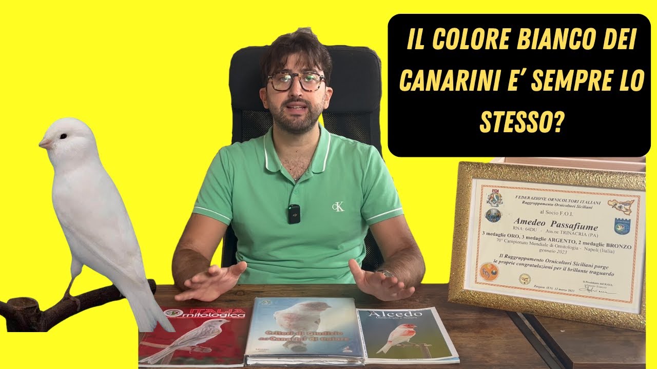 Canarini Bianchi: Differenze Tra Bianco Recessivo e Dominante