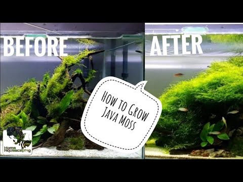 HOW TO Grow Java Moss |Membuat Aquascape|水草造景