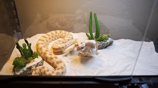 horned viper live feeding must watch!