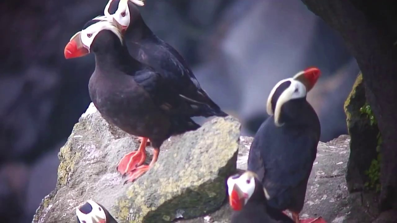 エトピリカ（3）繁殖地（セントポール島） - Tufted Puffin - Wild