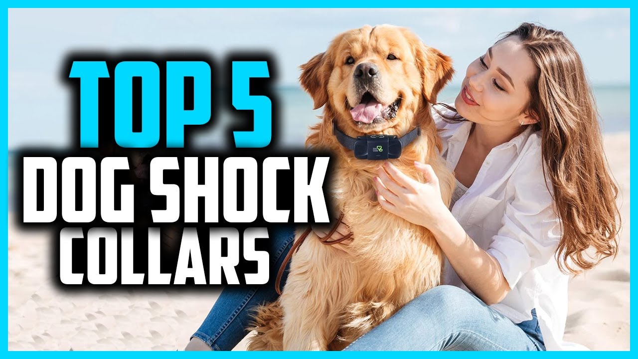 top-5-best-dog-shock-collars-for-training-reviews-2024-youtube