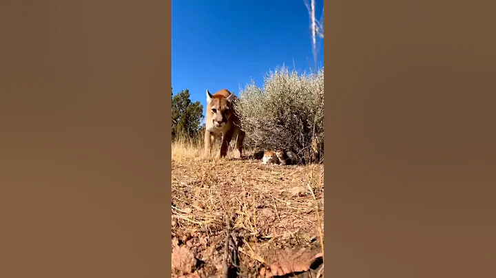 Video 11590701: bengal cat, american, lion