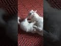 شقاوة لي لي مع كيتي شقاوة لي لي مع كيتي