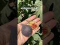 Red Lebanese Fig Bekaa Valey 