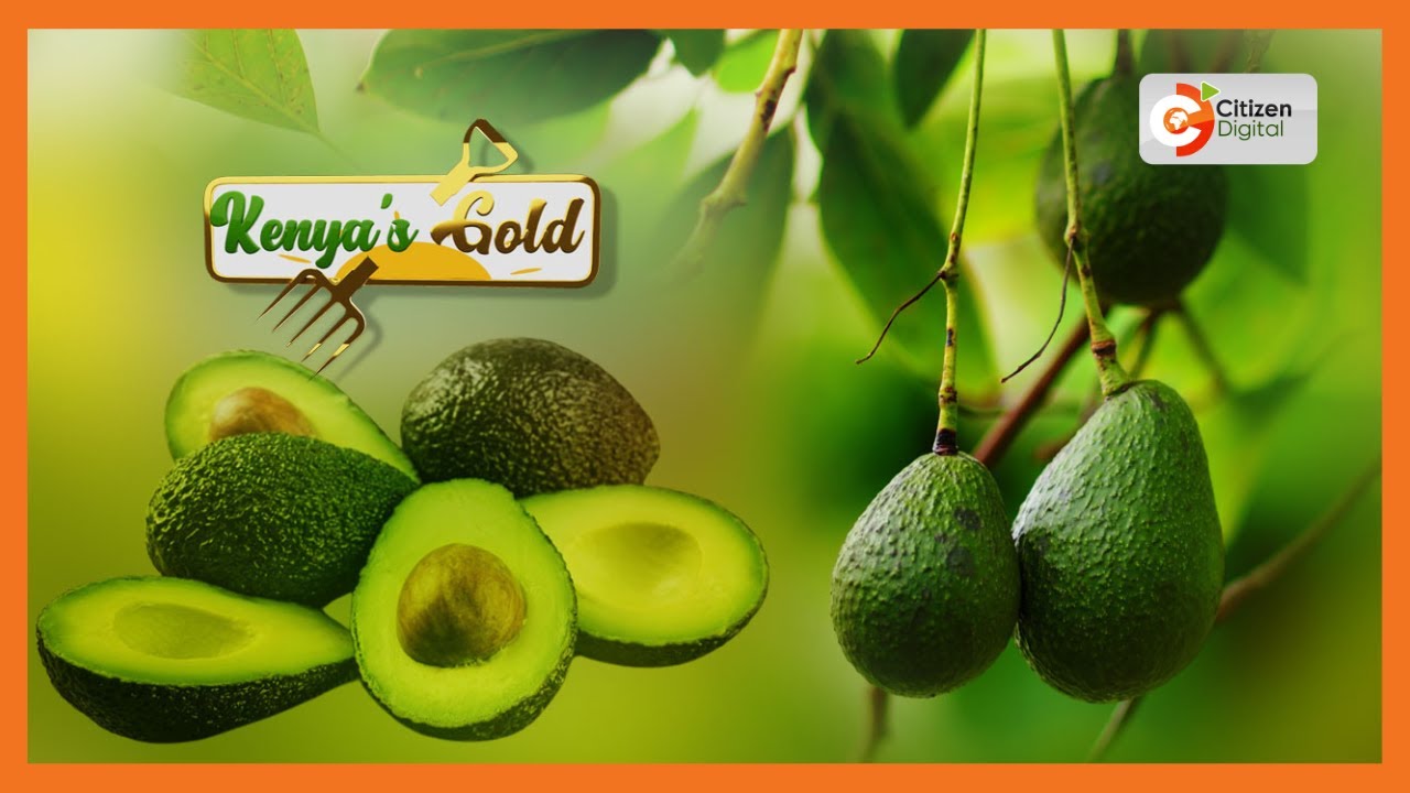 Kenya's Gold | State of Avocado farming - Gold Chat