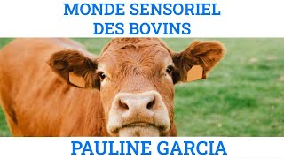 Le monde sensoriel des bovins, par Pauline Garcia