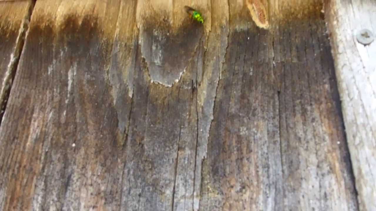 Ruby-tailed Wasp ----Chrysididae