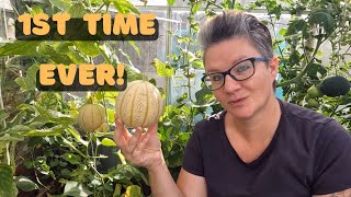 Growing Melons On Our Allotment In UK