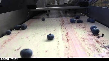 Blueberry sorting machine Primus - TOMRA Sorting