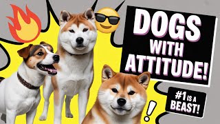 6 Fiery Dog Breeds That Totally Have Attitude!