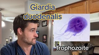 Giardia Infection in Dogs and Cats by Dr. Bozelka, ER Veterinarian 2,199 views 2 weeks ago 2 minutes, 58 seconds