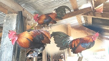 saib qaib dib zoo nraug nawj