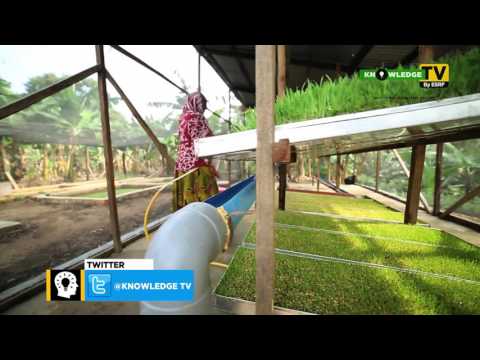 KnowledgeTv by ESRF S01E45 - Jinsi ya Kupanda na Kuvuna Hydroponic Fodder ( Chakula cha Mifugo)