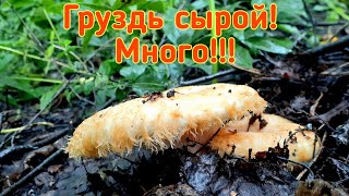 видео: Наломали сырых Груздей | На УАЗе в грязь за груздями картинка: Наломали сырых Груздей | На УАЗе в грязь за груздями