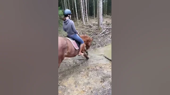 When Your Horse Wants To Play | Wildlife | Michell...