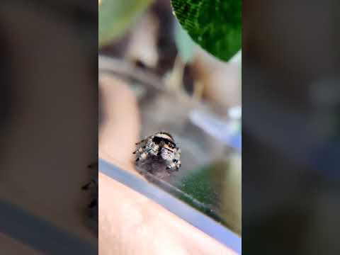 Video: ¿Muerden las arañas s alticidae?