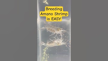Discover Breeding Amano Shrimp Is Super Easy!