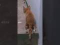 The Story of the Injured Ginger Kitten | 🥺😪 #cat #kitten