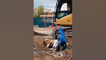 Excavator Uncovers Giant Python and Trapped Cow – Urgent Rescue!#GiantPython #CowRescue#ShockingFind