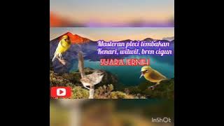 masteran pleci kenari wit wit bren cigun cocok untuk masteran burung pleci anda