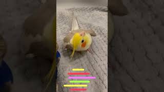 Cookie Cookie - very funny dj cockatiel - Happy Cockatiel Singing