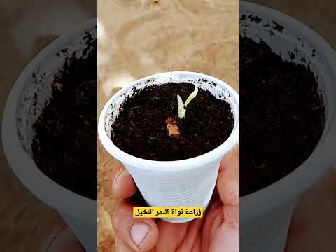 النخيل طريقة بسيطة لزراعة نواة التمر