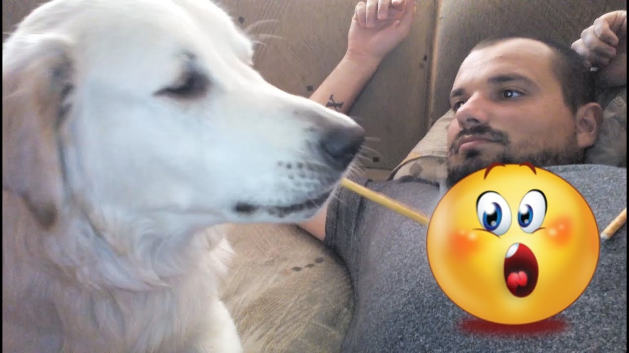 My dog steals my food ! YouTube