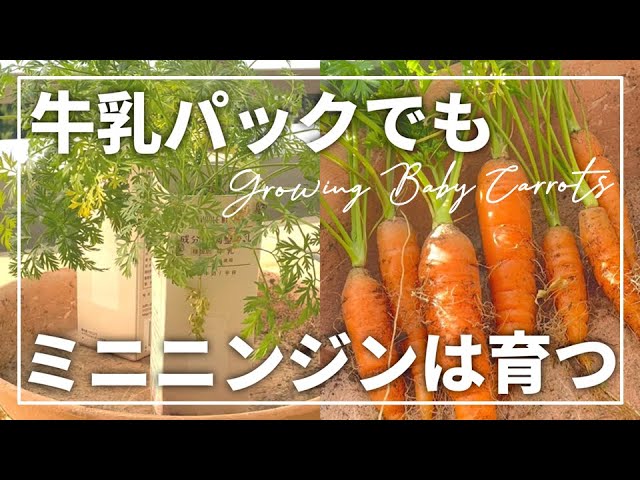 How To Grow Baby Carrots In Milk Cartons Youtube
