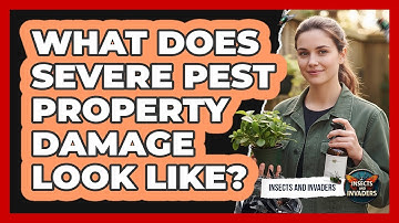 What Does Severe Pest Property Damage Look Like?