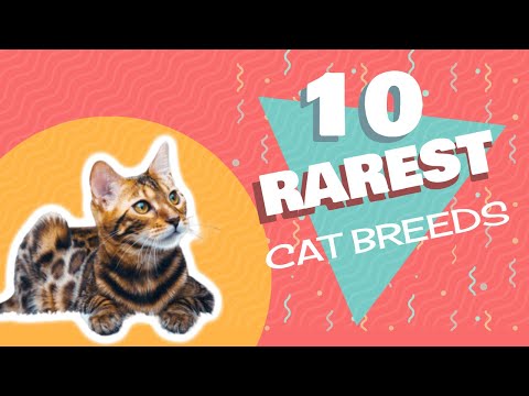 10 Rarest Cat Breeds in the World | In No Particular Order 😻