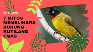 7 Mitos Memelihara Burung Kutilang Emas