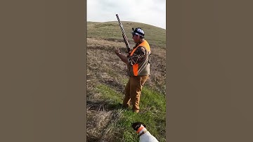 Brenda makes a great shot! #pheasanthunting #pointer #hunting #birdhunting #hunters #birddog #hunt
